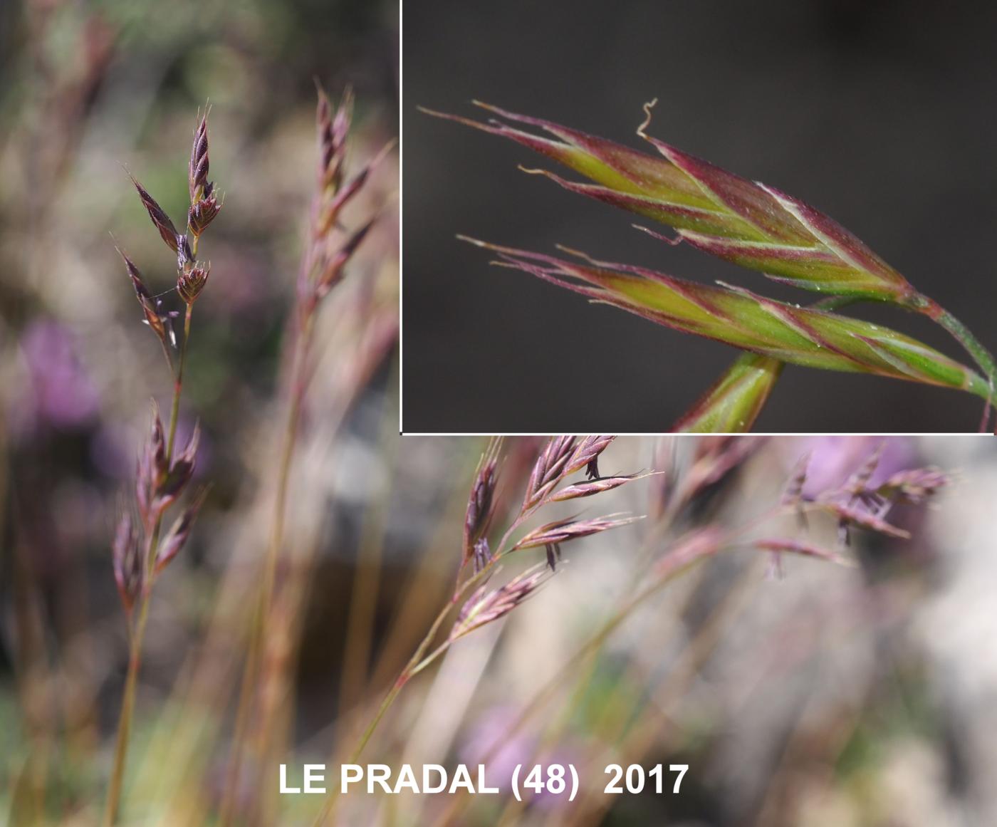 Fescue, Christian Bernand's flower